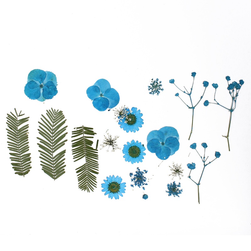 Assorted Natural Dried Pressed Flowers Aqua Blooms 18Pc Pouch Ib