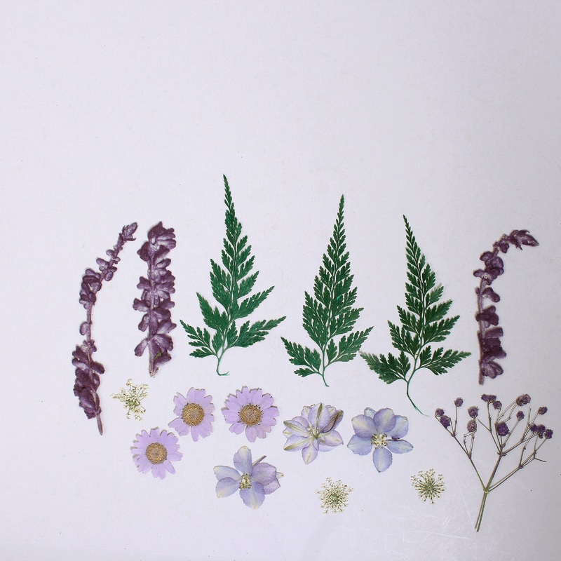 Assorted Natural Dried Pressed Flowers Daisy Delight 18Pc Pouch Ib