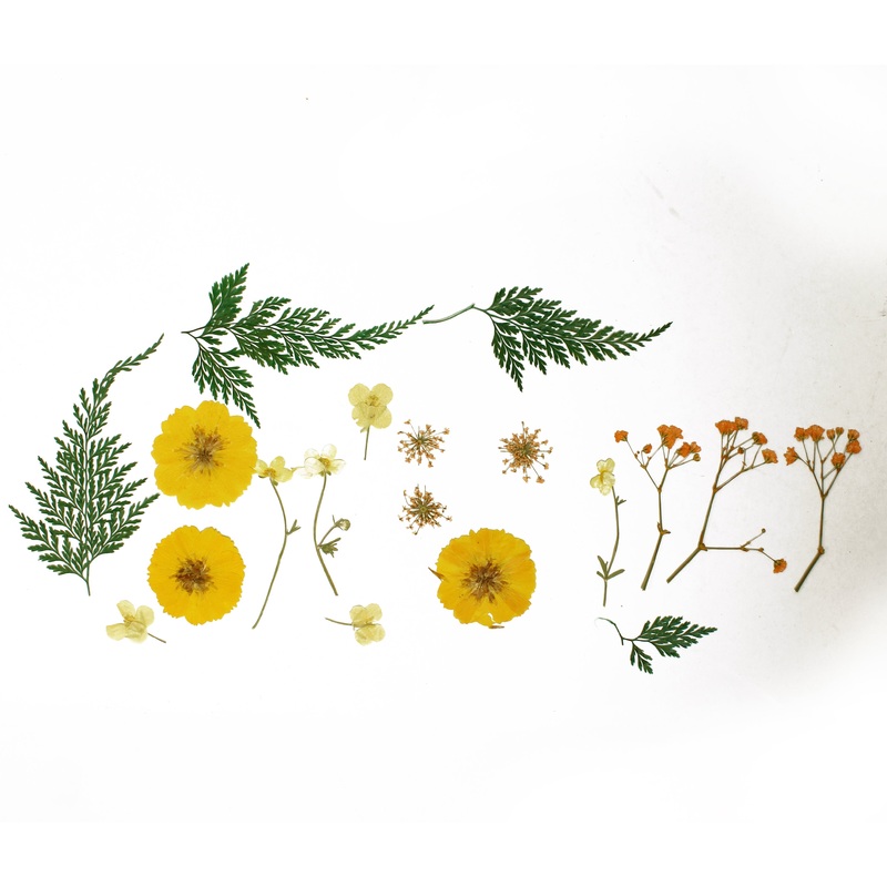 Assorted Natural Dried Pressed Flowers Sunny Blooms 18Pc Pouch Ib